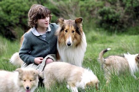 lassie